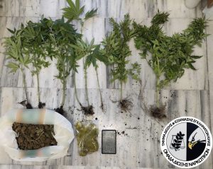 Συνελήφθη ένα άτομο για καλλιέργεια δενδρυλλίων κάνναβης