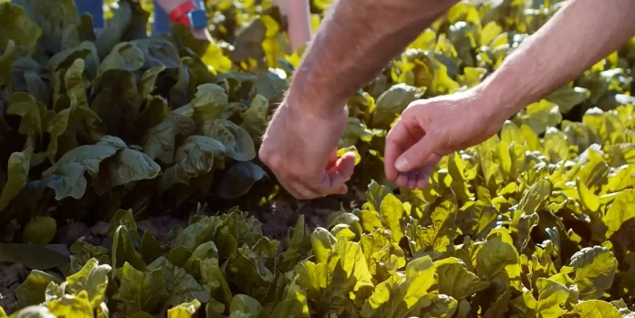 ΦΥΤΟΠΡΟΣΤΑΣΙΑ