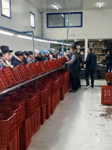 Επίσκεψη Λάκη Βασιλειάδη σε αγροτικούς συνεταιρισμούς και ομάδες παραγωγών της Αλμωπίας για το σπαράγγι (4)