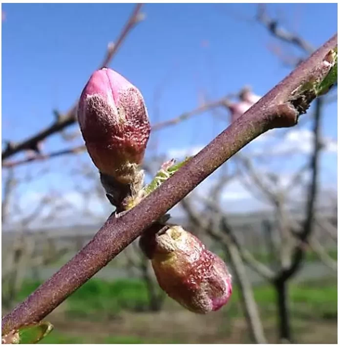 Η Περιφερειακή Ενότητα Πέλλας ενημερώνει αγρότες και ενδιαφερόμενους καλλιεργητές και γεωπόνους