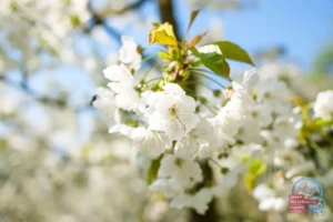 ΑΝΘΙΣΜΕΝΕΣ ΚΕΡΑΣΙΕΣ 2026 ΒΡΥΤΑ