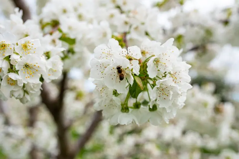Οι Κερασιές θα ανθίσουν και φέτος1