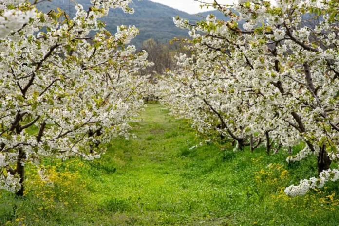 Οι Κερασιές θα ανθίσουν και φέτος-6