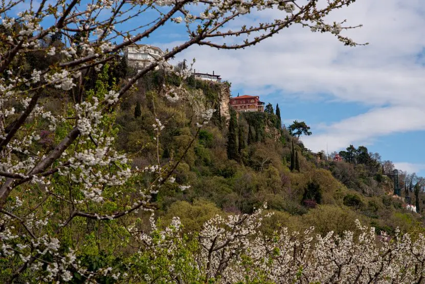 Οι Κερασιές θα ανθίσουν και φέτος8