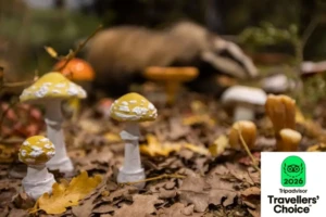 meteora museum 5o stin europi - diethnis diakrisi (2)